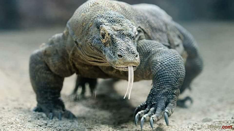    Komodo dragon 