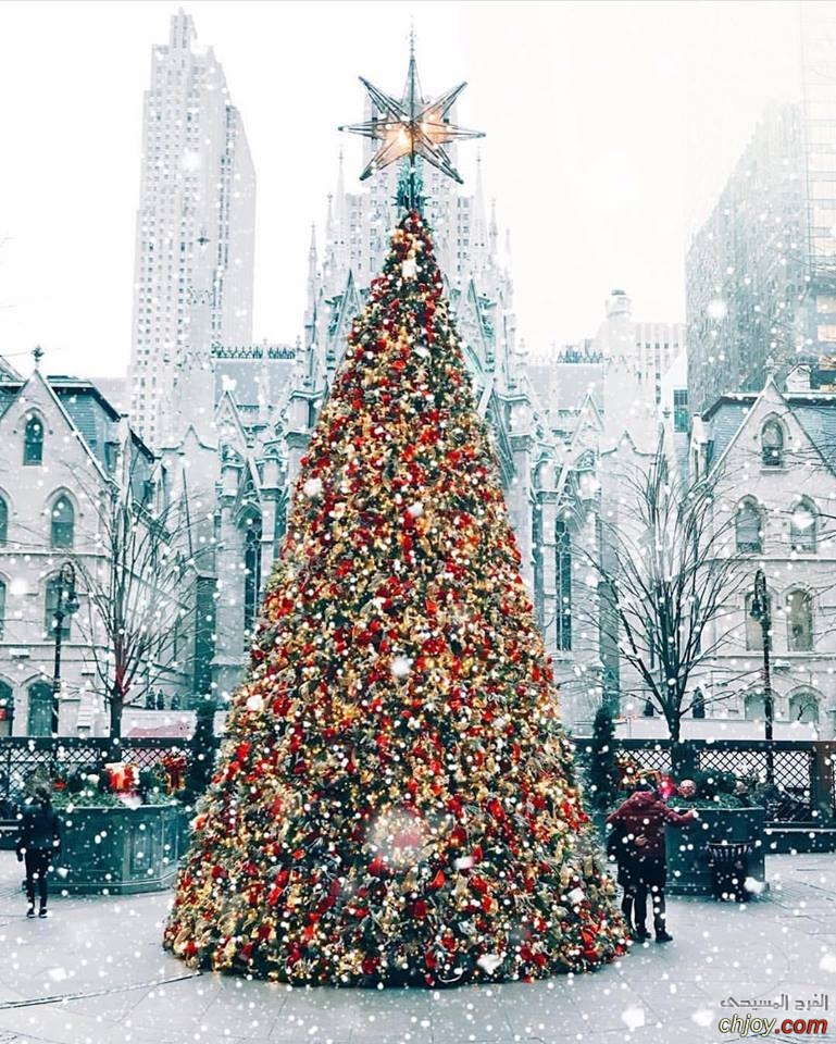 Christmas tree in new york 