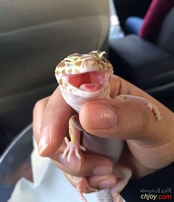    "Leopard gecko" 