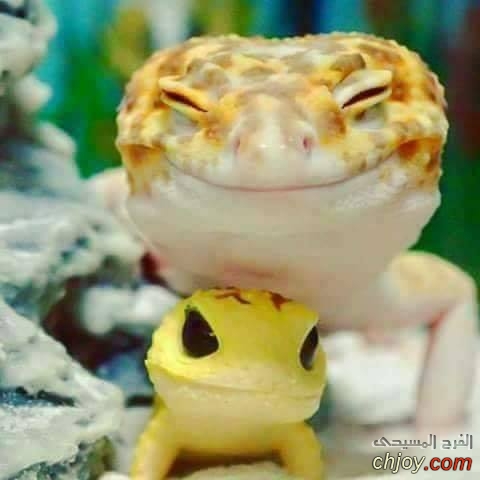    "Leopard gecko" 