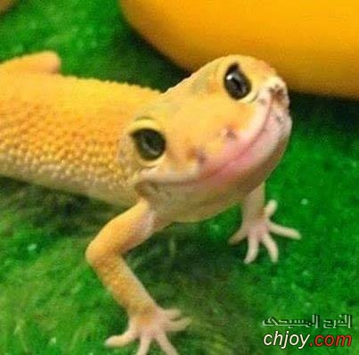    "Leopard gecko" 