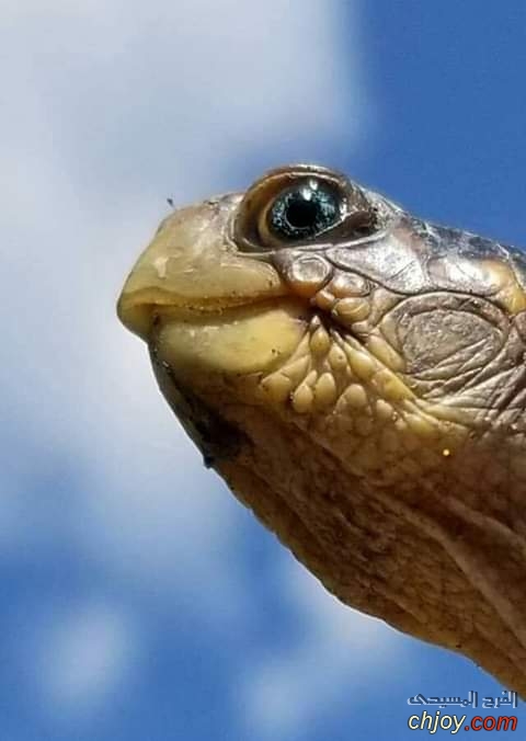    🐢 