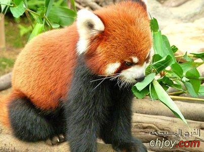   Red panda 