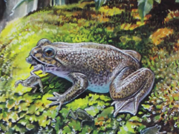 The Gastric Brooding Frog 