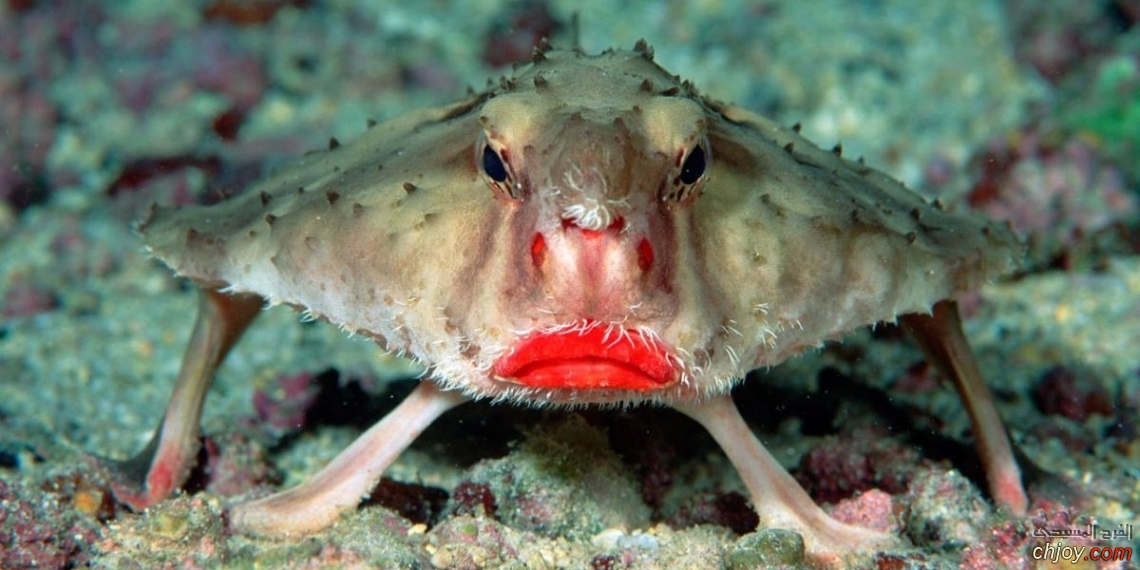      Red-lipped batfish 