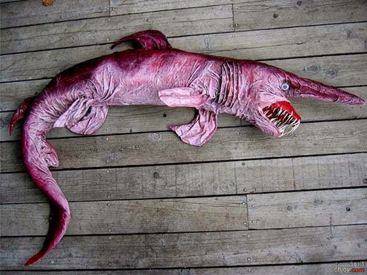   Goblin shark 