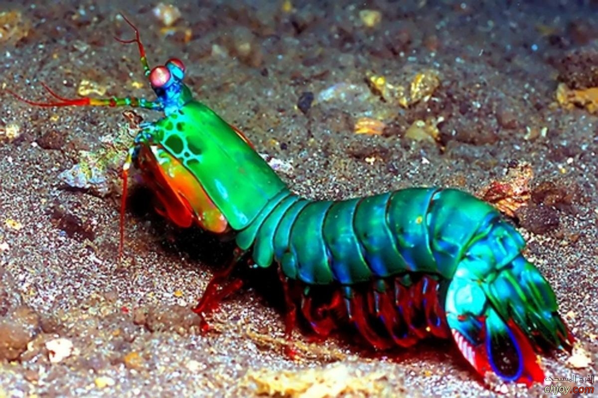   Mantis Shrimp 