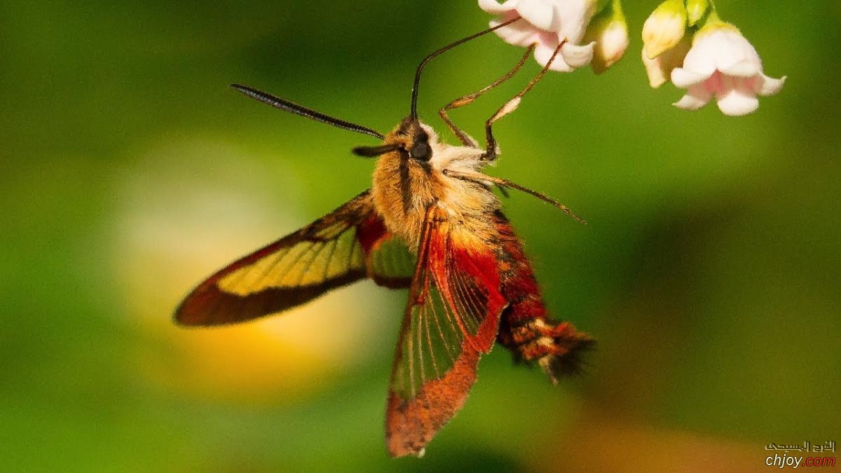   Hook Butterfly 