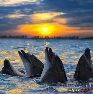     Dolphins At Sunset 