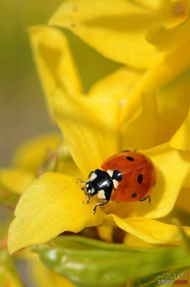  Lady Bird 