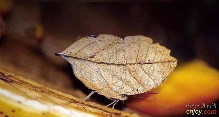 Dead Leaf Butterfly    