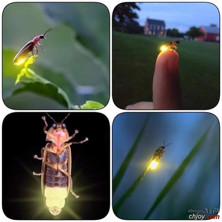  Firefly Insect 