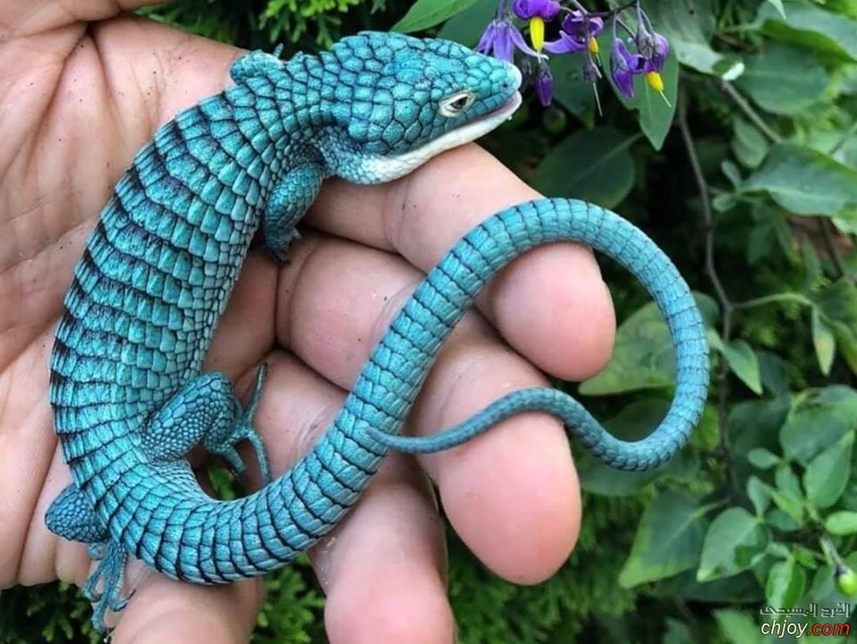    Mexican alligator lizard 