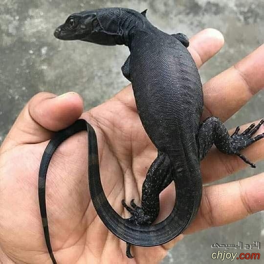     Varanus salvator 