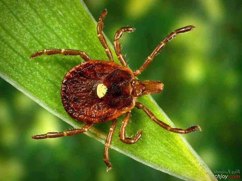   Lone Star tick       