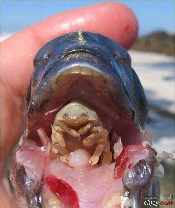 Cymothoa exigua   