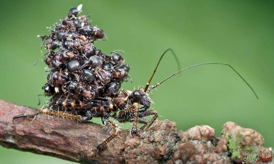     assassin bug 