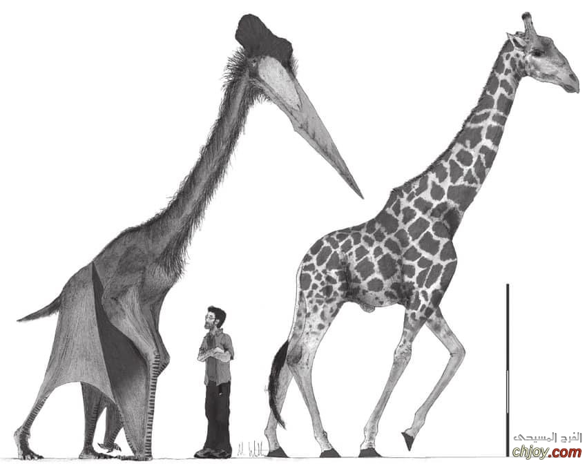  (Quetzalcoatlus)     