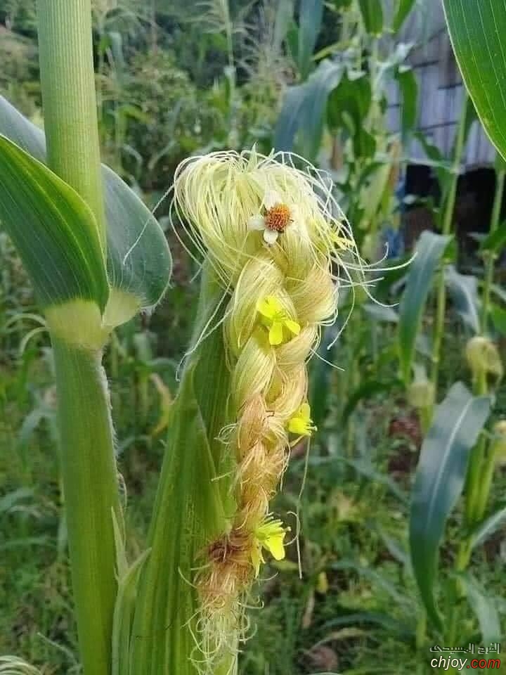    🌾🌽🌾 