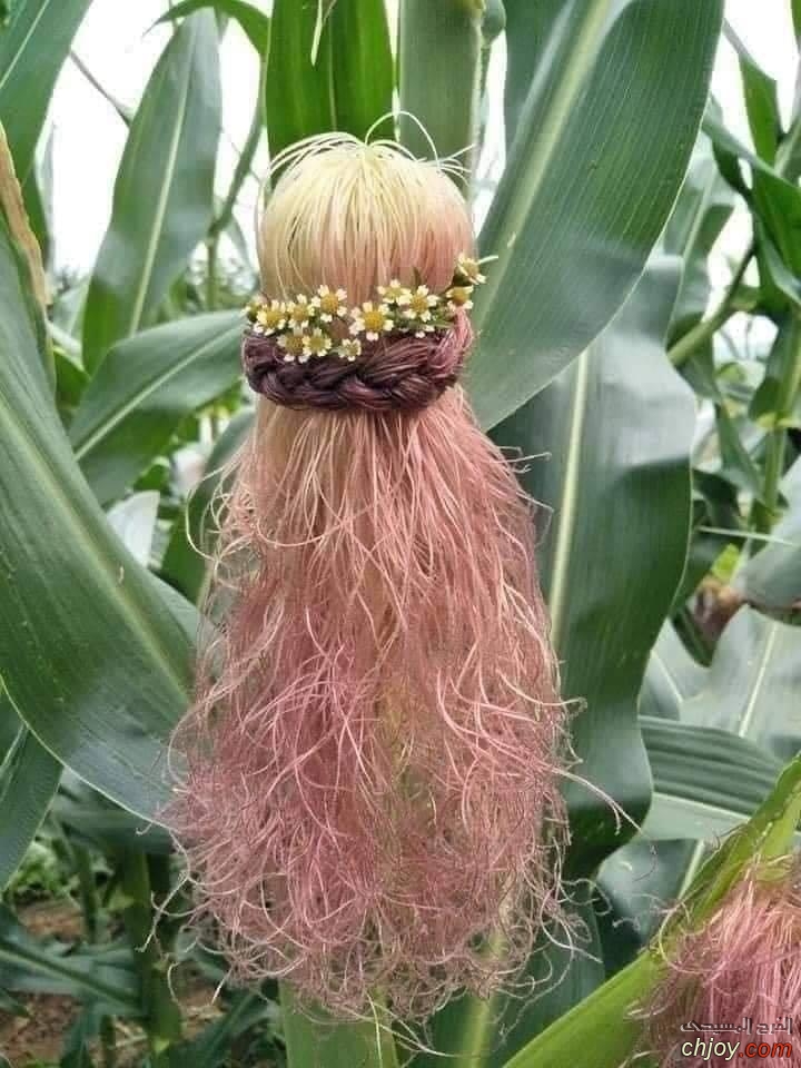    🌾🌽🌾 