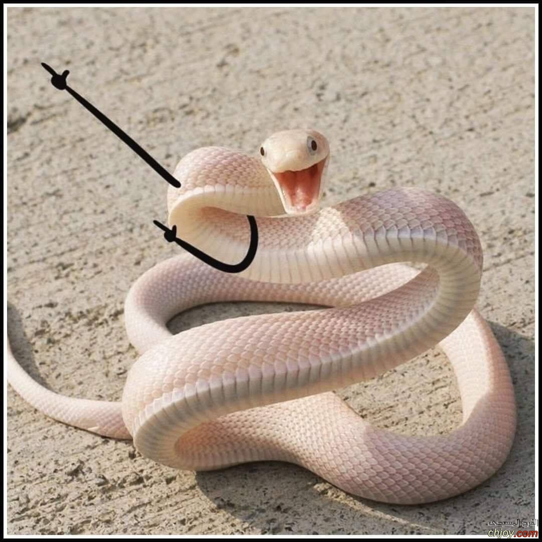      😁🐍 