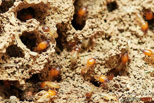   termites 