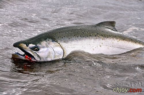   (Chinook salmon) 