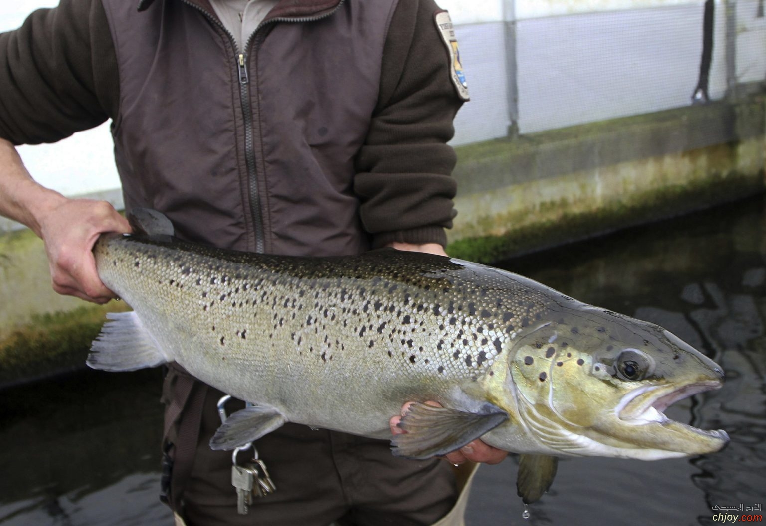   ( Atlantic Salmon) 