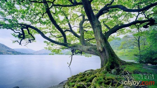 Look upon yourself as a tree planted beside the water 