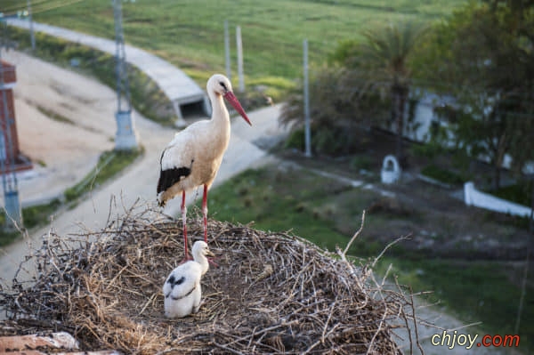    White stork 