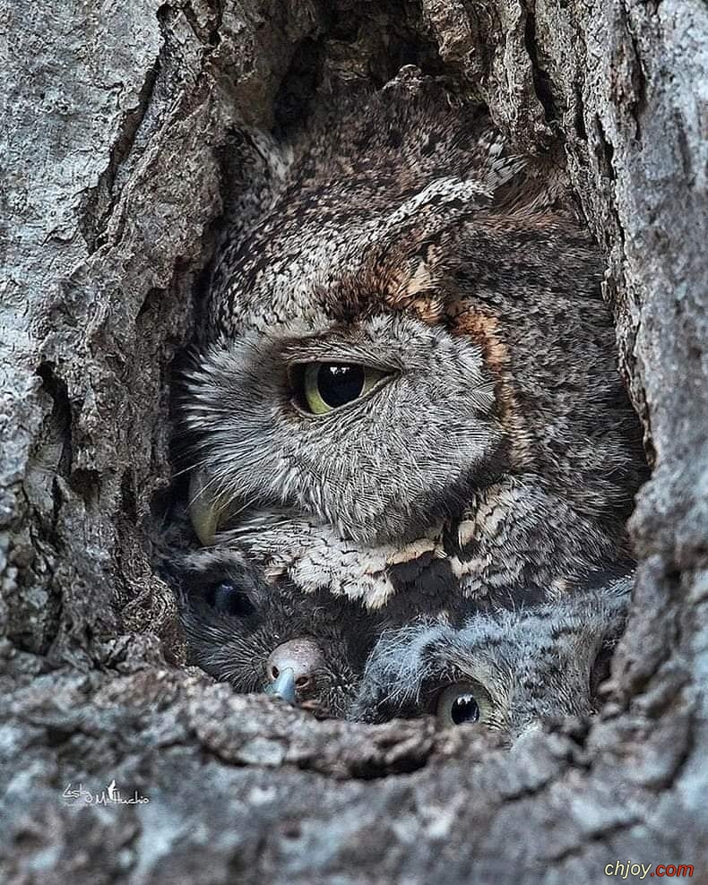       🌿🦉 