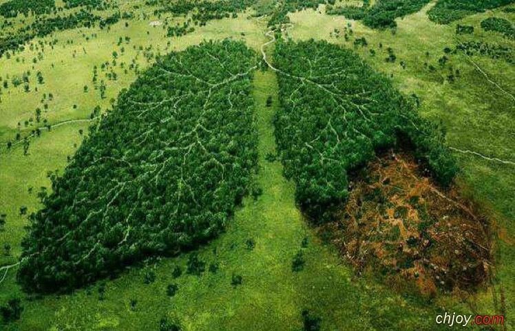     don't destory the earth's lungs 