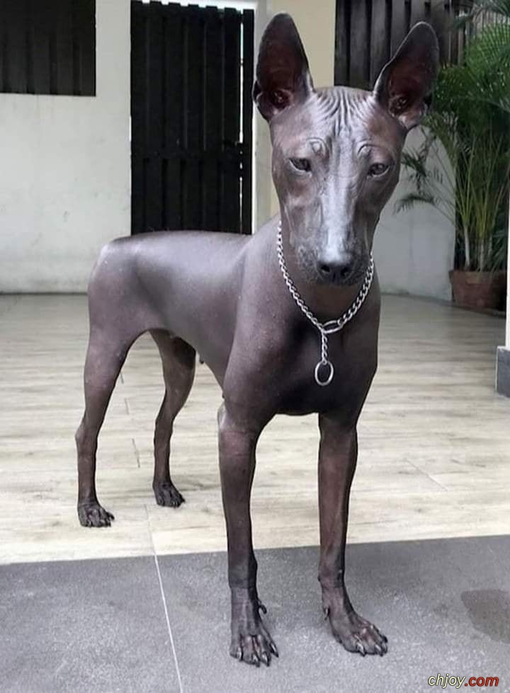     Xoloitzcuintle 