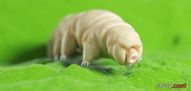    (Tardigrade) 