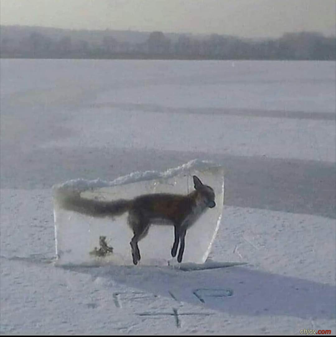      🦊 ❄️ 