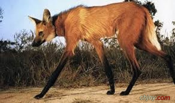       Maned wolf 