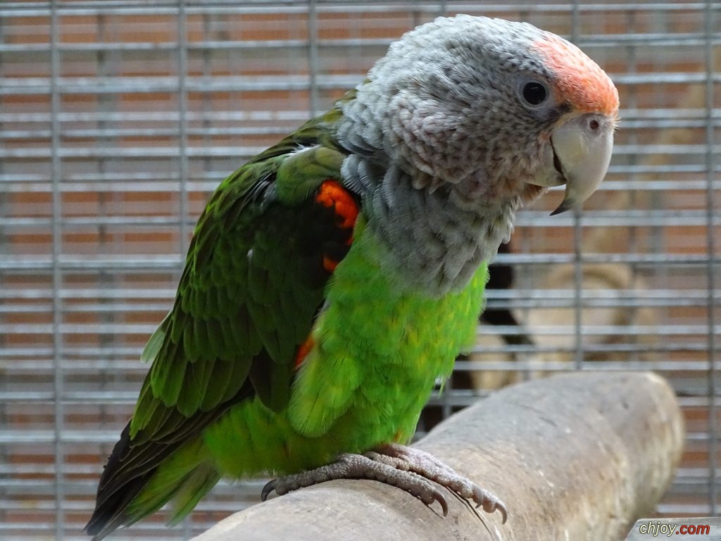   (Cape Parrot) 