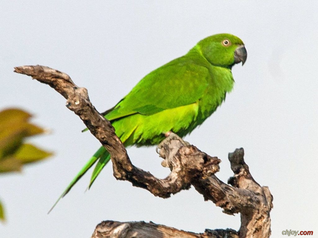   (Echo Parakeet) 