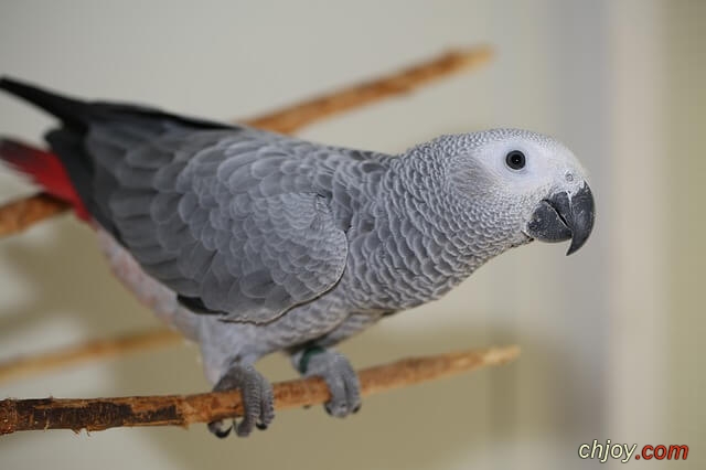   ( ) (Grey Parrot) 