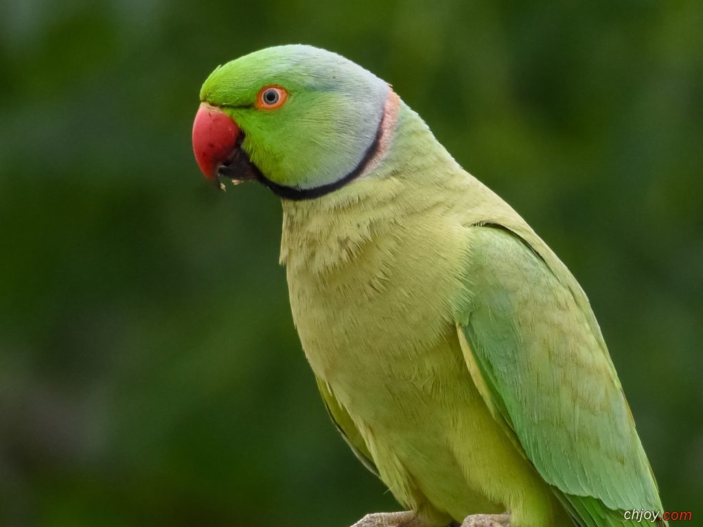     (Rose-Ringed Parakeet) 