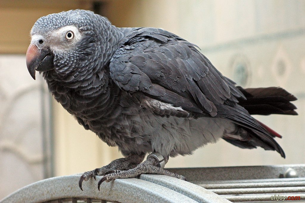   (Timneh Parrot) 