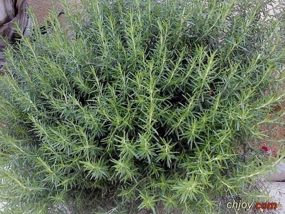   (Rosemary)   