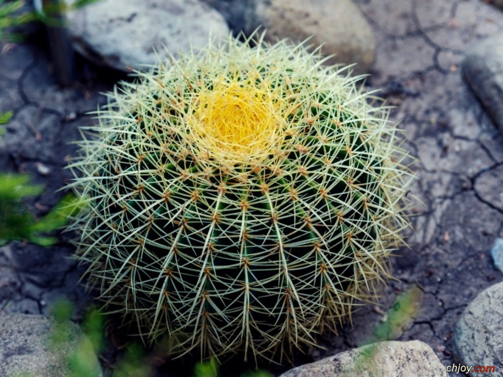   (Barrel Cactus) 