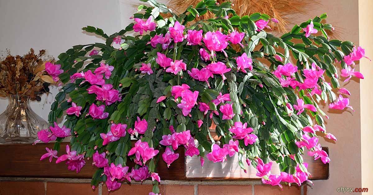    (Christmas Cactus) 