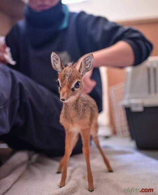    ""   🦌 🥰 