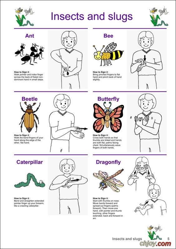 Insecta and slugs 