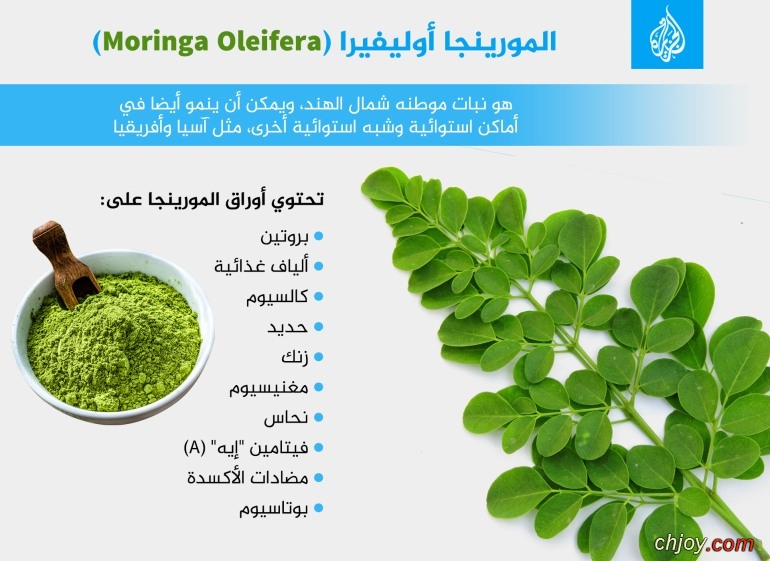    (Moringa) 