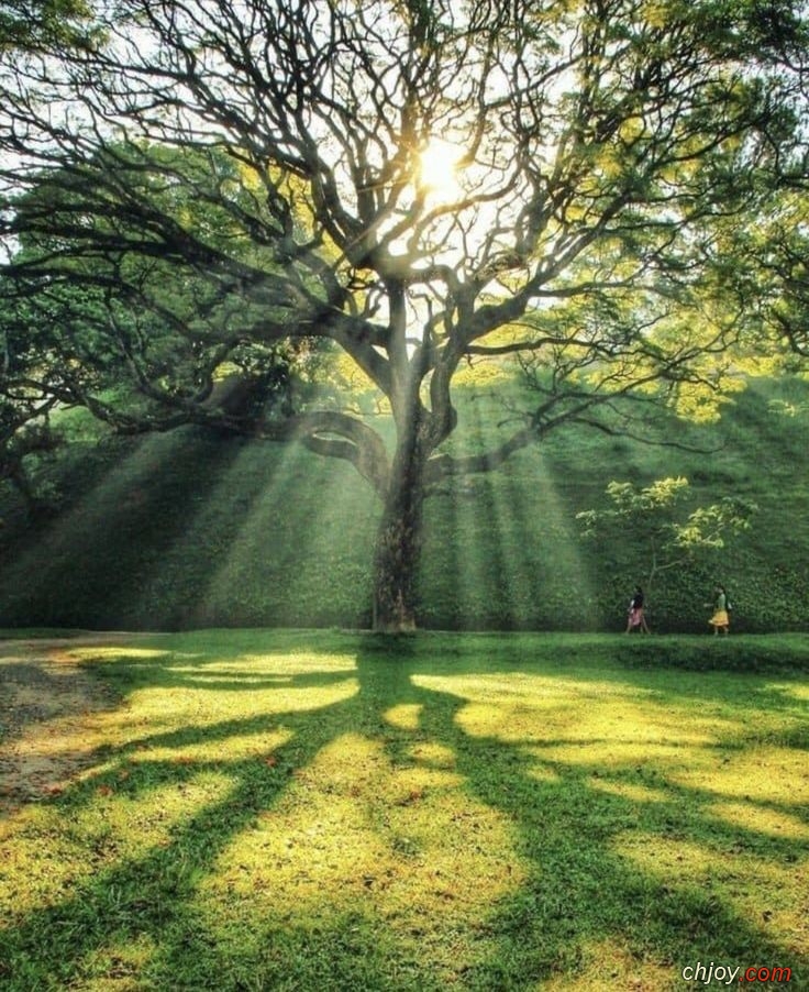 Chaque jour contempler un arbre 