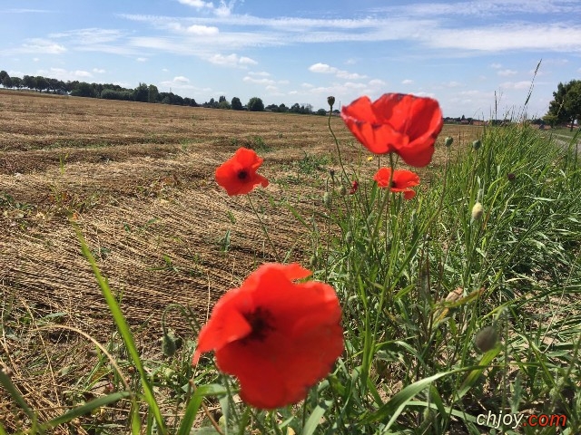 Écouter la brise du vent 