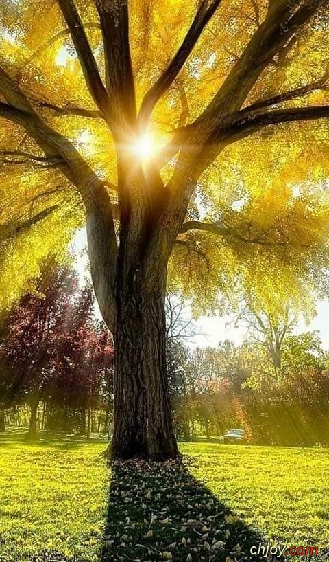 Laissez la nature vous enseigner la paix de l'me 